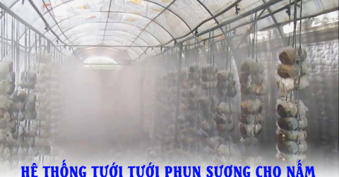 Lợi ích của hệ thống máy phun sương tạo ẩm trong nuôi trồng nấm