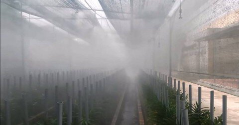 Hệ thống phun sương tạo độ ẩm cho vườn trồng hoa lan