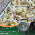 Giải pháp đột phá cho nuôi ấp trứng gia cầm bằng quạt thổi gió nóng Mitsuta EH‑09