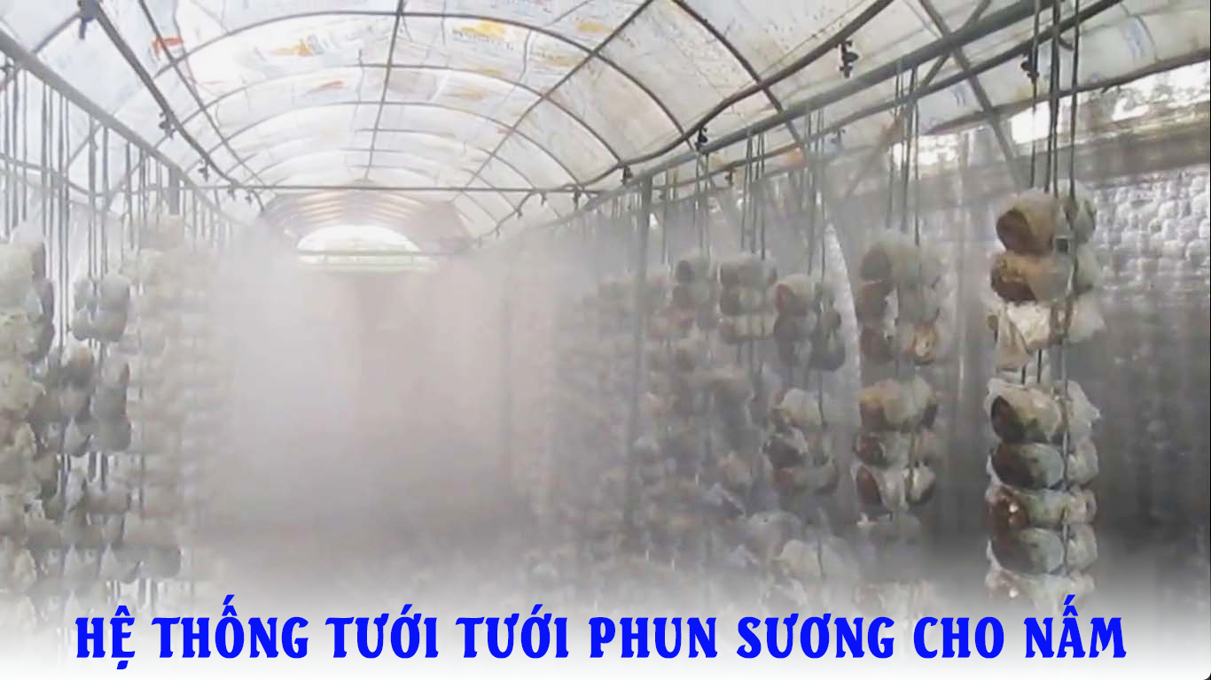 Hệ thống máy phun sương tạo ẩm trong nuôi trồng nấm