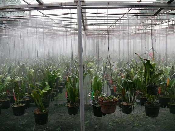 hệ thống phun sương tạo ẩm cho giàn lan giống