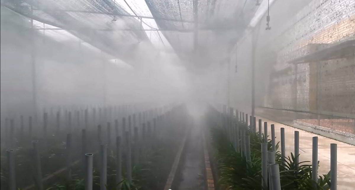 Hệ thống phun sương tạo độ ẩm cho vườn trồng hoa lan