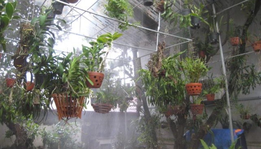 ứng dụng của hệ thống máy phun sương tạo ẩm công nghiệp cho vườn hoa cây cảnh